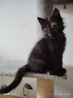 Mainská mývalí - 8