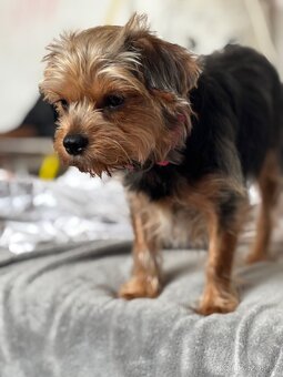 Dorkie - 8