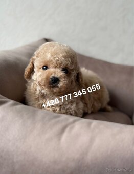 Maltipoo, fenka Murka 1000€‼️ - 8