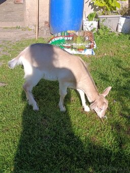 Kůzlata - 8