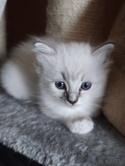 Ragdoll bez PP - 8