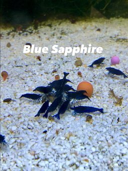 Krevetky Neocaridina, Endlerky - 8