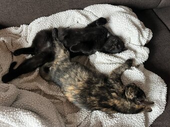 Černý kocour - 4 měsíce - 8