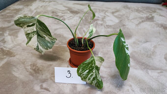 Panašovaná Monstera albo - 8