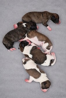 Whippet /vipet štěnátka s PP - 8