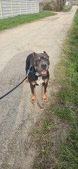 American bully xl - 8