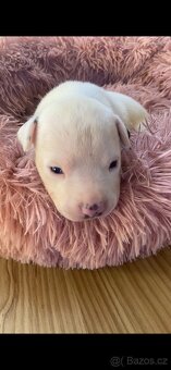 American Bully XL - 8