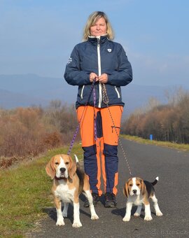 Bigel, bigl, beagle s PP - 8