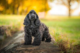 Americký kokršpaněl s PP - 8