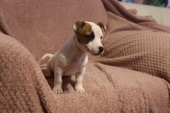 Jack Russell teriér - 8