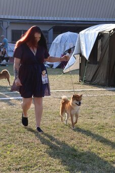 Shiba s PP FCI - 8