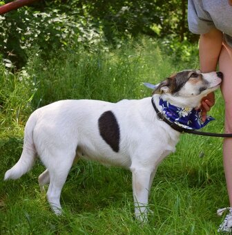 ESTA K ADOPCI - umazlená kráska, AKUTNÍ - 8