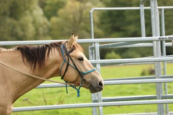 Prodám 4-letého hřebce KK, - 8