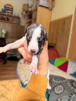 Whippet s PP - rezervace štěňat - 8