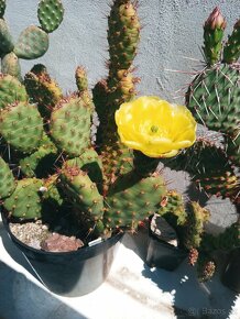 Kaktusy - mrazuvzdorné opuncie - 8