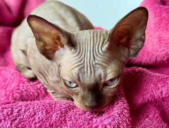 Kočička Sphynx - 8
