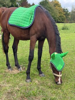 Úžasný líbivý hodny hřebeček - 8