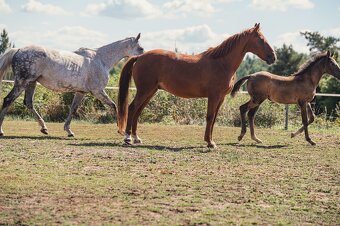 Valach 15 let do agroturistiky nebo jako hobby kůň - 8