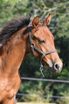 2 letá klisna Lusitano x P.r.e - 8