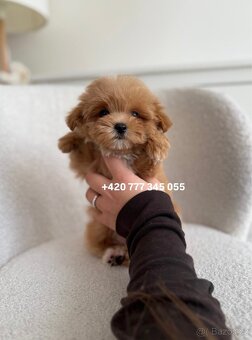 Maltipoo F1 Caramel | Lina - 8
