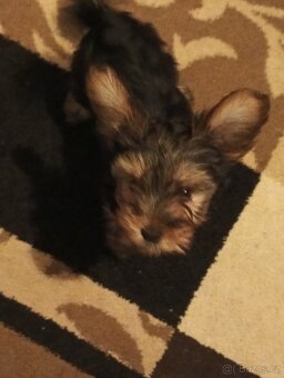 Jorkšírský teriér bez pp - 8