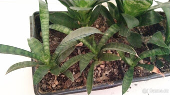 Tchýnin jazyk Sansevieria - různé druhy - 8