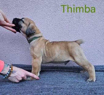 Boerboel - štěňata s PP (FCI) - 8