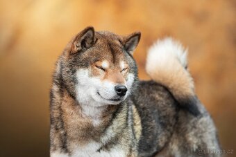 SHIBA štěňata k rezervaci - 8