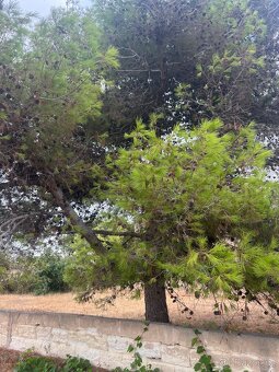 Pozemek 1100m2 500m od pláže🇮🇹 - 8