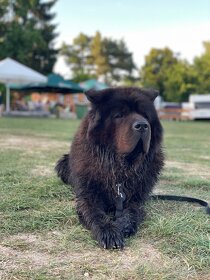 Hledáme fenku na krytí - Chow Chow (Čau Čau) - 8