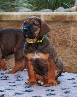 Tosa Inu fenky s PP - 8