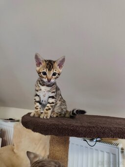 Bengálská kočička s PP - 8