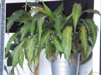 OLYMPUS T-100 (red) - 8