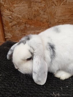 Zakrslý beran rhönský - 8