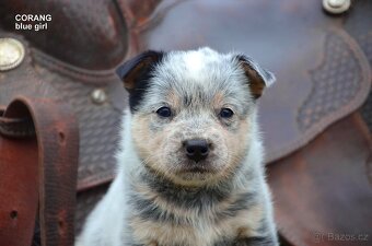 Austrálsky honacky pes ACD CATTLE DOG - 8