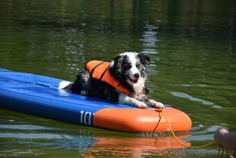 Krycí pes border kolie s PP FCI, nabídka krytí - 8
