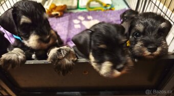 Knírač malý černostříbřitý - 8