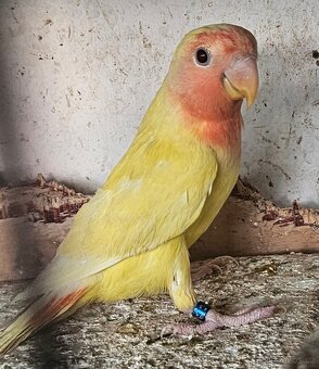 Agapornis růžohrdlý,Holoubek diamantový - 8