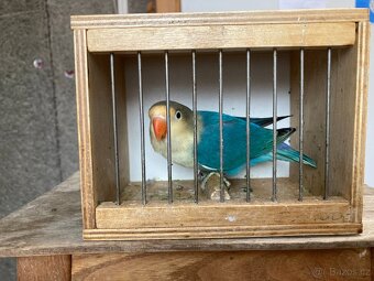 Agapornis fischeri - 8