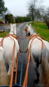 Hřebec Welsh Mountain pony - 8