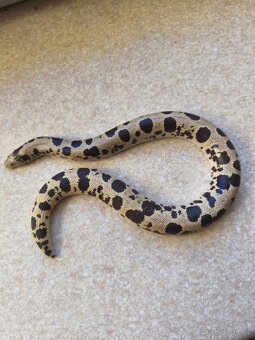 Eryx Colubrinus - Hroznýšek pestrý 0.1 - 8