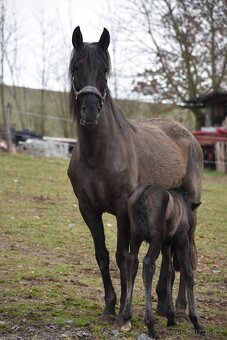 LUXUSNÍ Lusitano hřebeček - 8