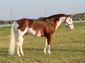Quarter horse hrebecek, double register - 8