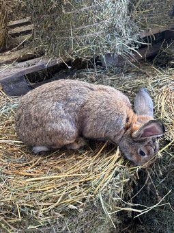 Prodej mladých i chovných králiků - 8