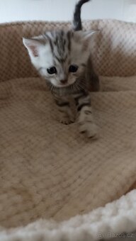 Britská whiskas koťátka s PP - 8