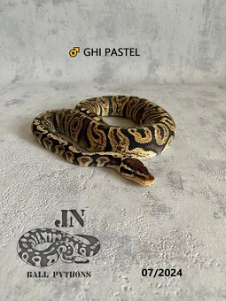 Krajta královská (Python regius) - 8