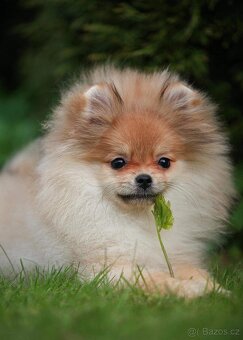 Pomeranian - 8