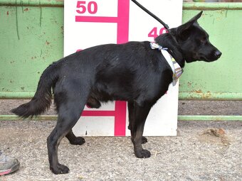 🐾 Hoopy – plachý psí hrdina s velkým srdcem 🐾 - 8