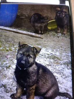 Německý ovčák - 8