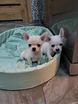 Čivava Mini pejsci - 8